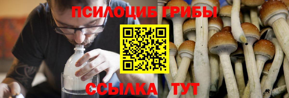 Псилоцибиновые грибы мухоморы  даркнет сайт  Вход с VPN  Озёры  Галлюциногенные грибы Psilocybine cubensis 